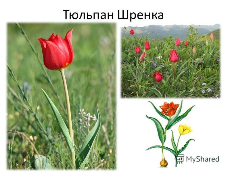 Оренбургская степь тюльпаны Шренка