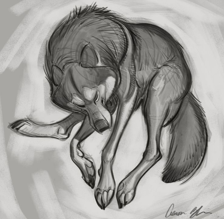 Wolf Aaron Blaise