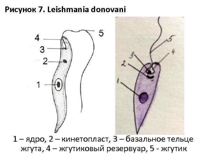 Leishmania donovani строение