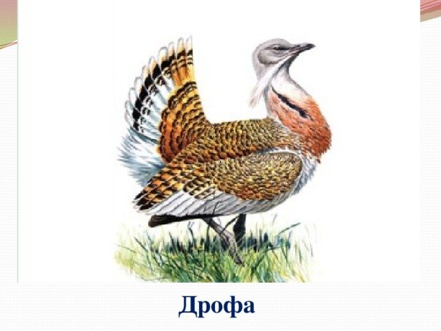 Степная Дрофа Дудак