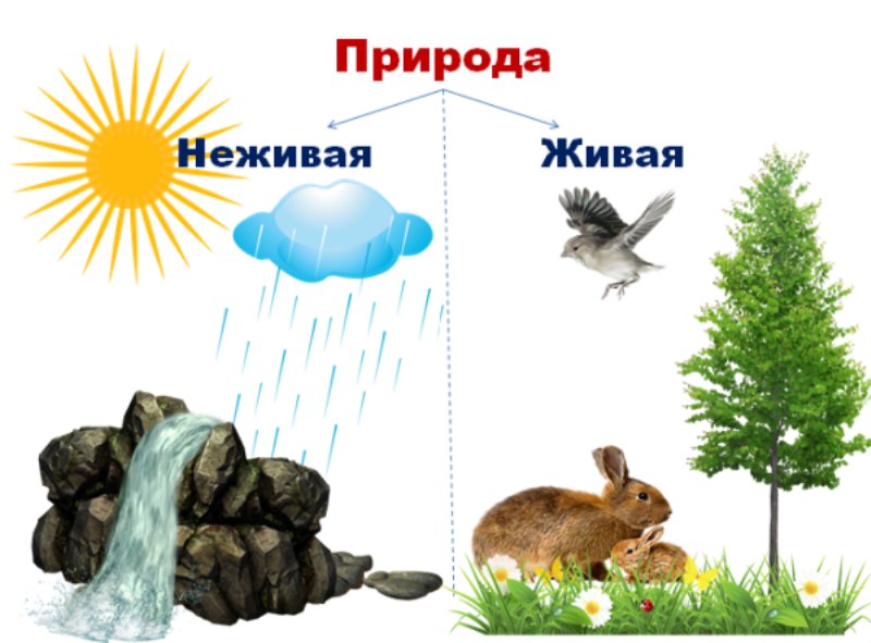 Живпя иине Живая припода