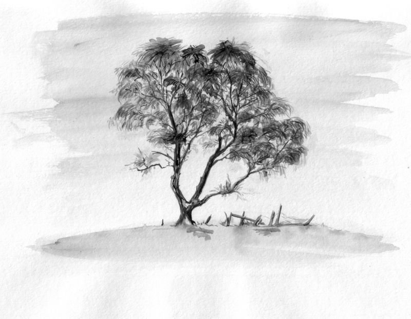 Наброски деревьев