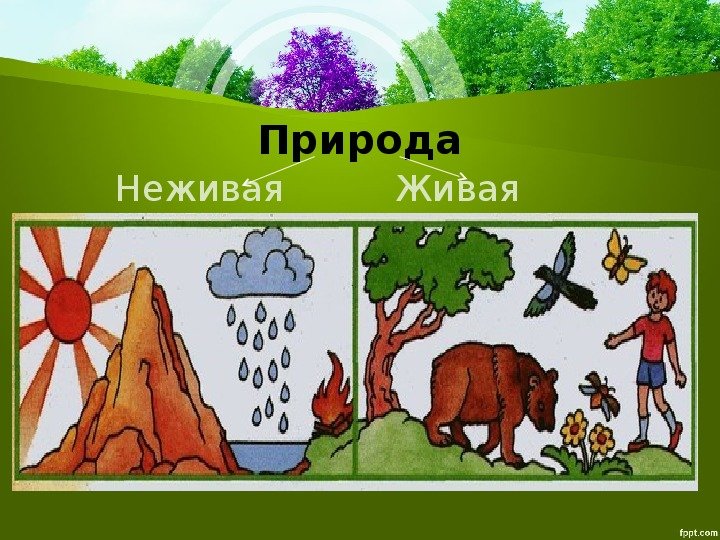Рисунок Живая и неживая природа