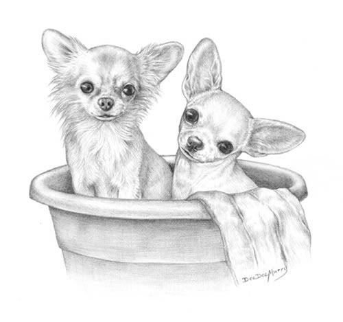 Раскраска собачка чихуахуа