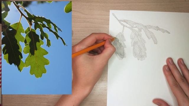 Дуб ветка карандашом