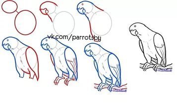 Попугая поэтапно легко