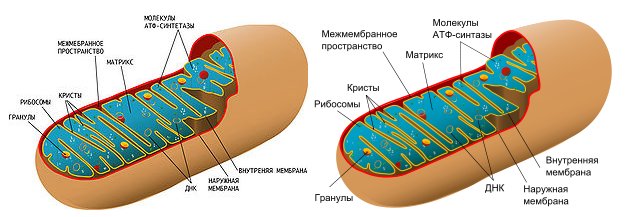 1) Митохондрия