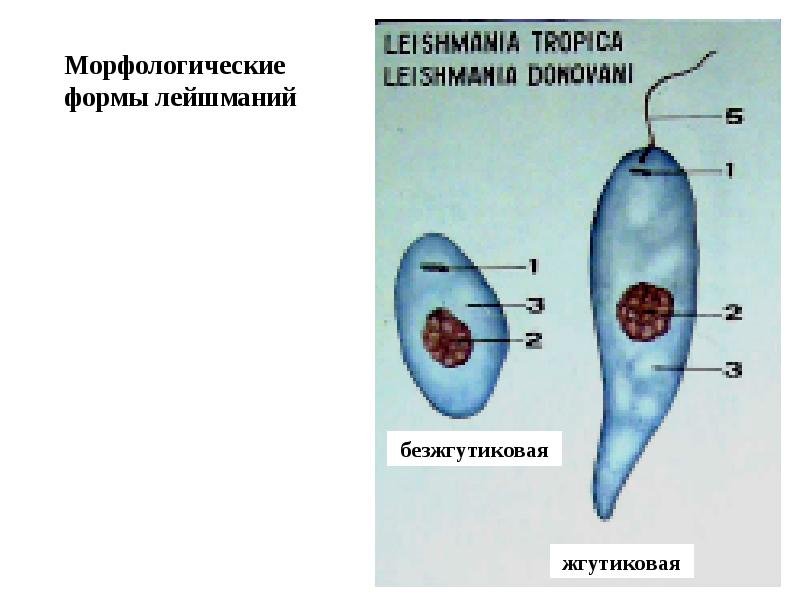 Лейшмания строение безжгутиковая форма