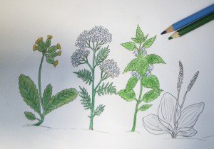 Рисунок травянистого растения карандашом