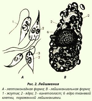 Безжгутиковая лейшмания