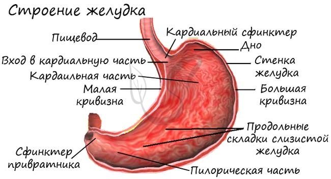 Строение желудка человека анатомия