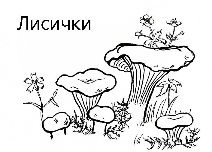 Гриб груздь раскраска