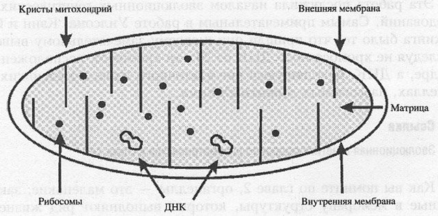 Строение митохондрии рисунок