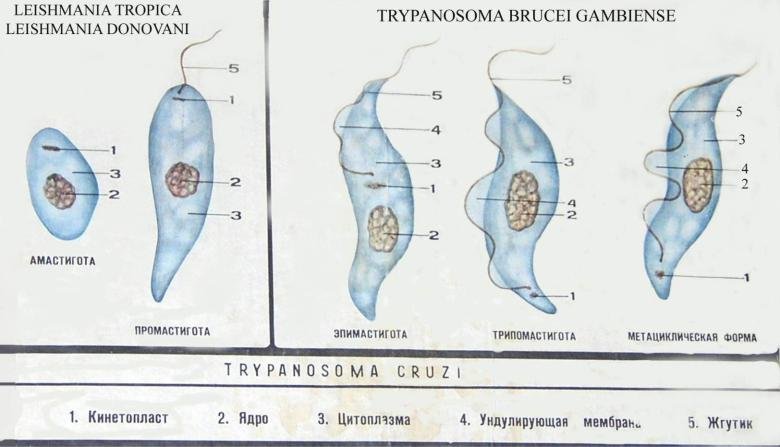 Морфологические формы лейшманий и трипаносом