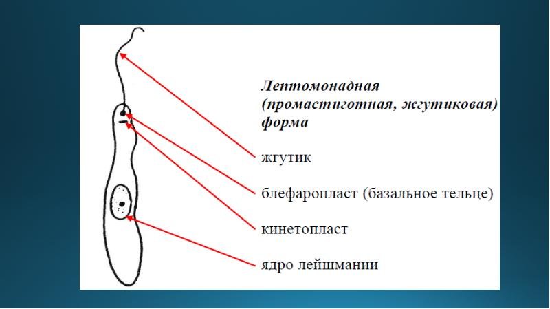 Лейшмания амастигота строение
