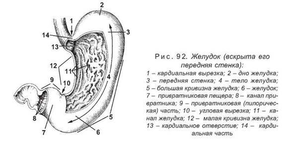 Желудок анатомия