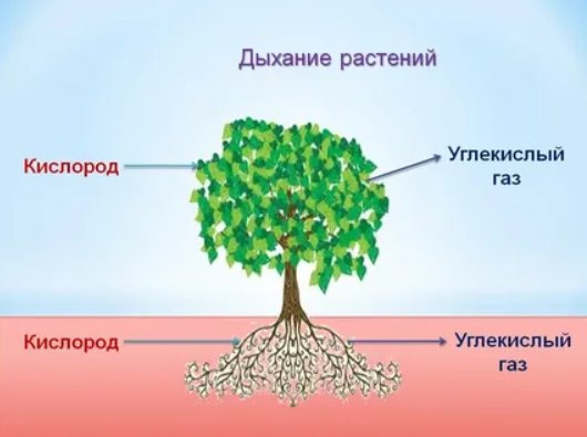 Дыхание деревьев