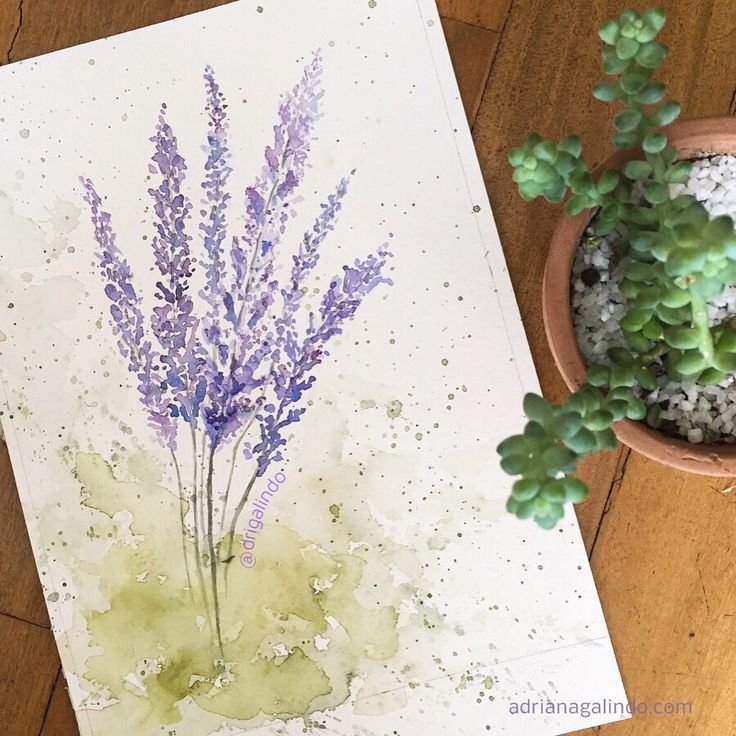 Лаванда для рисования