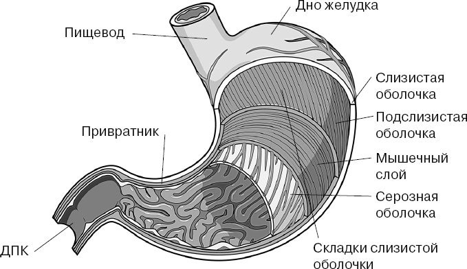 Строение желудка слои желудка
