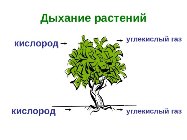 Дыхание растений