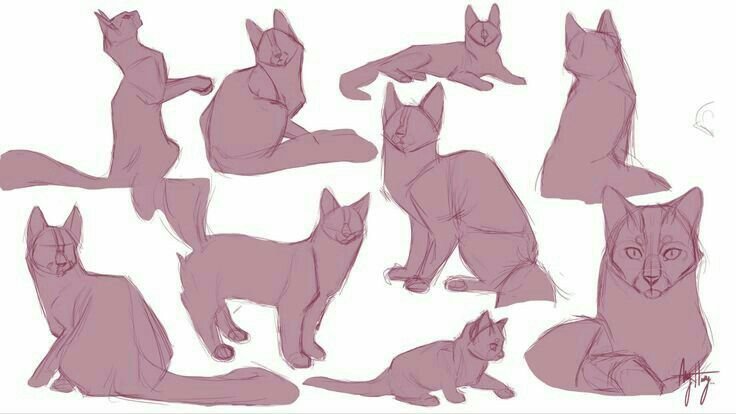 Коты Воители позы референс