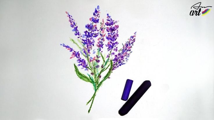 Лаванда рисунок