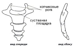 Строение копчика без подписей