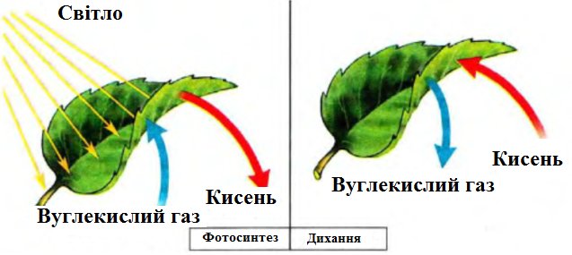 Газообмен растений схема