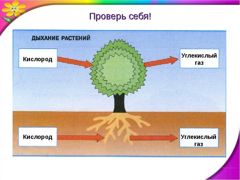 Дыхание растений