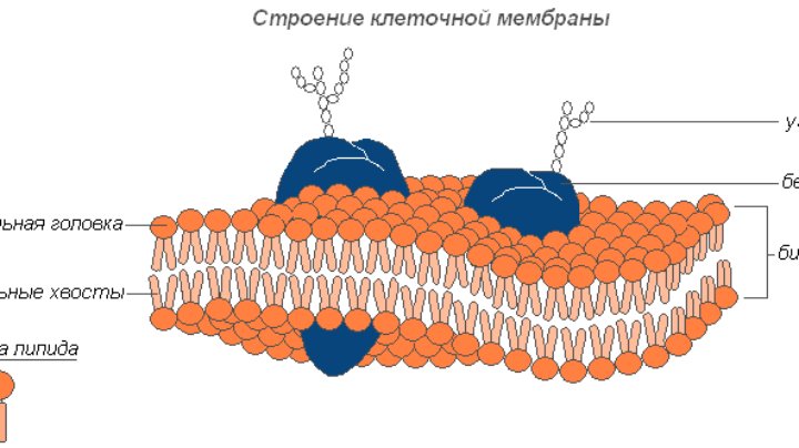 Клеточная цитоплазматическая мембрана