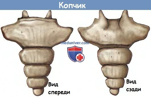 Строение копчика