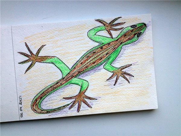 Ящерица рисунок