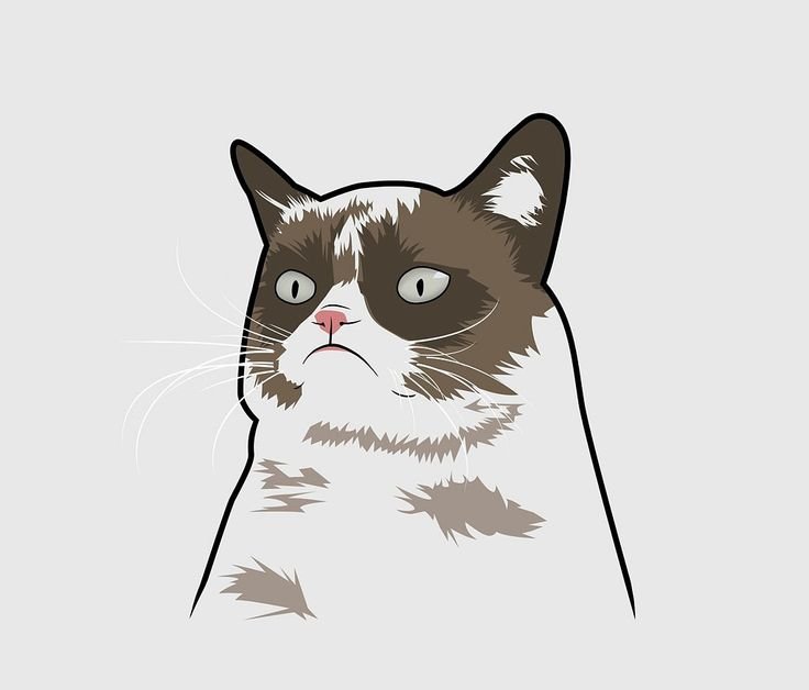 Недовольный кот