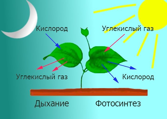 Схема дыхания растений 6 класс биология