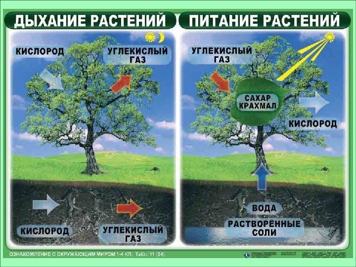 Дыхание и питание растений 3 класс