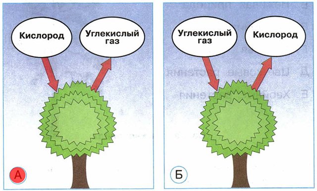 Схема дыхания растений 3