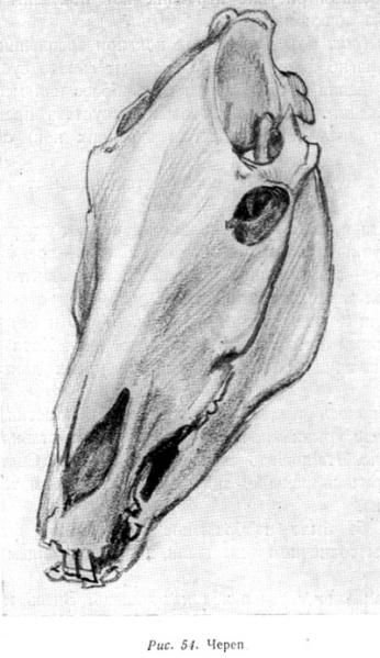 Череп коня