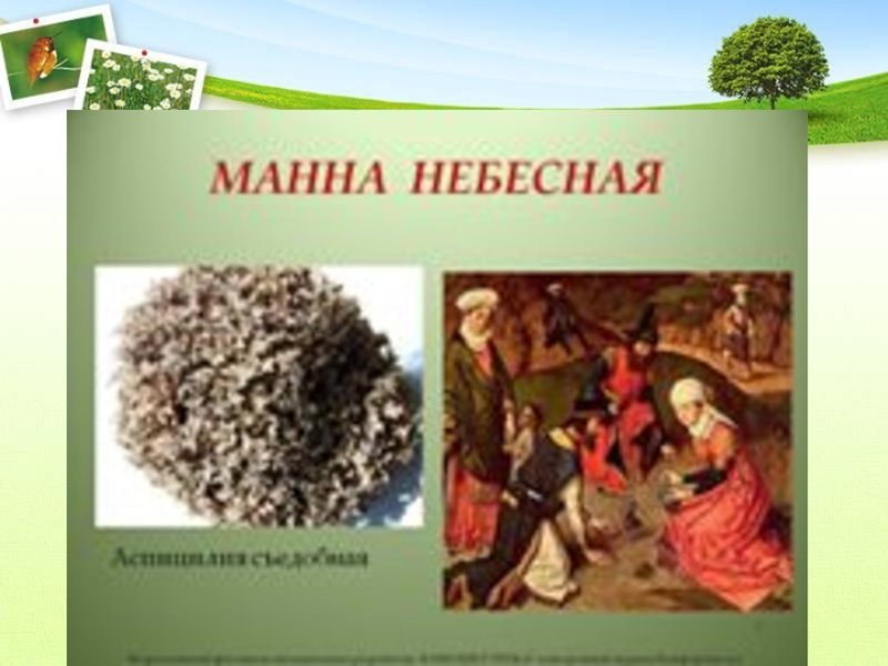 Манна Небесная сериал 2011