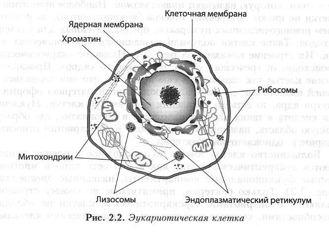Клетка эукариот