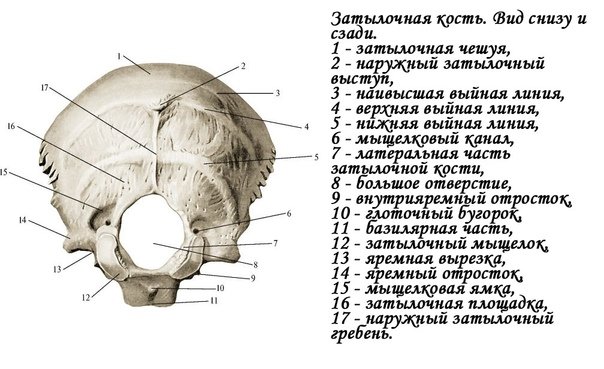 Скат затылочной кости анатомия