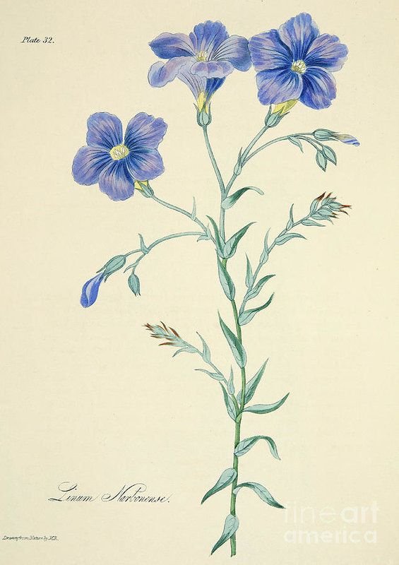 Рисования цветка льна
