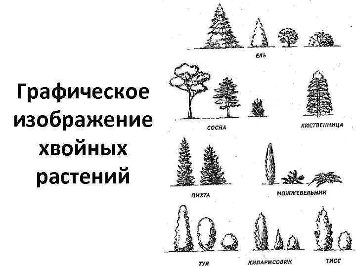 Хвойные деревья схема