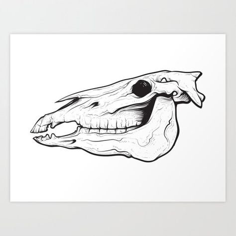 Череп лошади рисунок