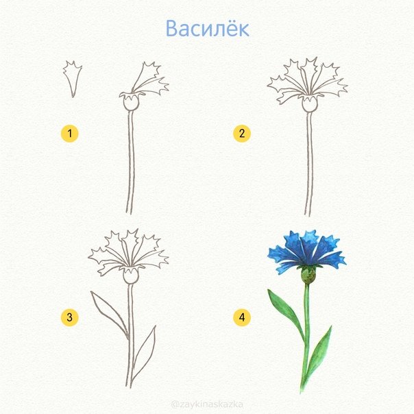 Рисование василька