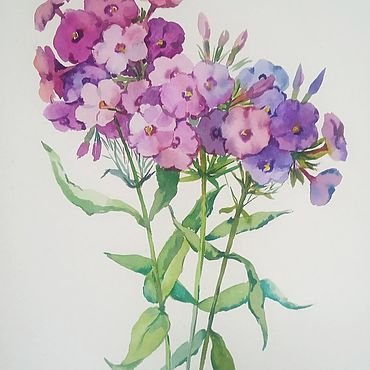Флоксы рисунок
