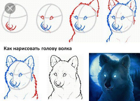 Как рисовать волка