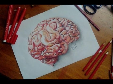 Мозг карандашом