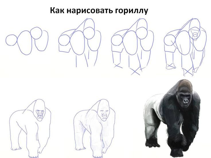 Поэтапное рисование гориллы