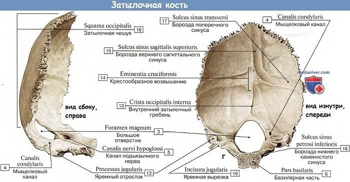 Затылочная кость черепа анатомия части