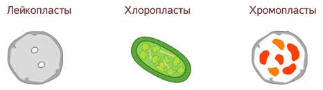 Строение лейкопластов в клетке